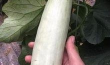 网红吃瓜网站多少,流量背后的真相与争议