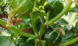 最新网红吃瓜爆料,娱乐圈最新惊天大瓜，揭秘明星背后惊人真相！