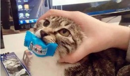 娱乐吃瓜菌猫猫视频,揭秘娱乐圈幕后趣闻