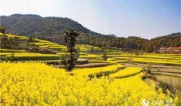 湖北垄上行在线观看,在线观看带你领略荆楚大地风土人情